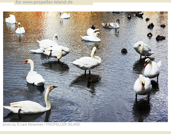 My Berlin Photos Berlin MIX ducks+swans