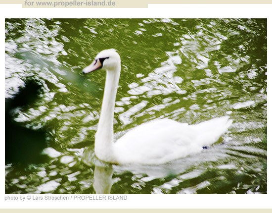 My Berlin Photos Berlin STANDARDs fast swan
