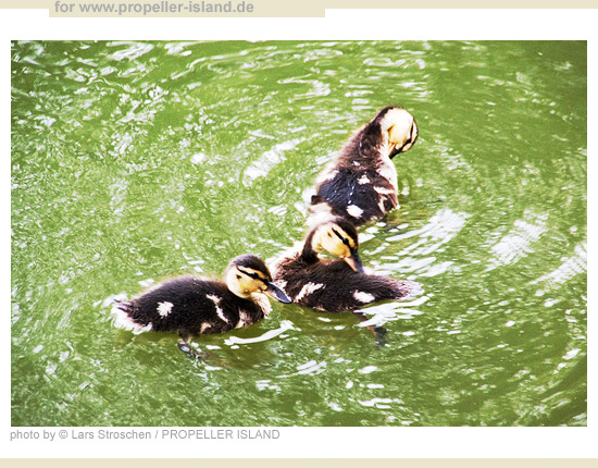 My Berlin Photos Berlin is GREEN three biddies