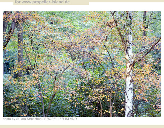 My Berlin Photos Berlin is GREEN tiergarten autumn